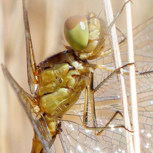 Sympetrum meridionale